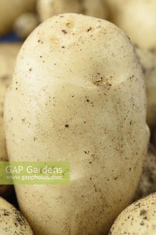 Solanum tuberosum  'Sharpe's Express'  First early potato grown in a tub of compost  June
