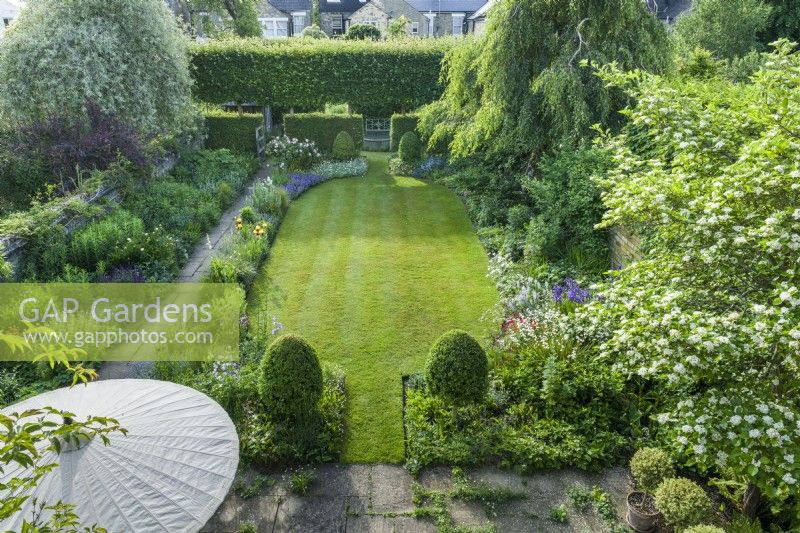 Walled town garden with herbaceous borders, clipped box and formal, neatly mown lawn - May.