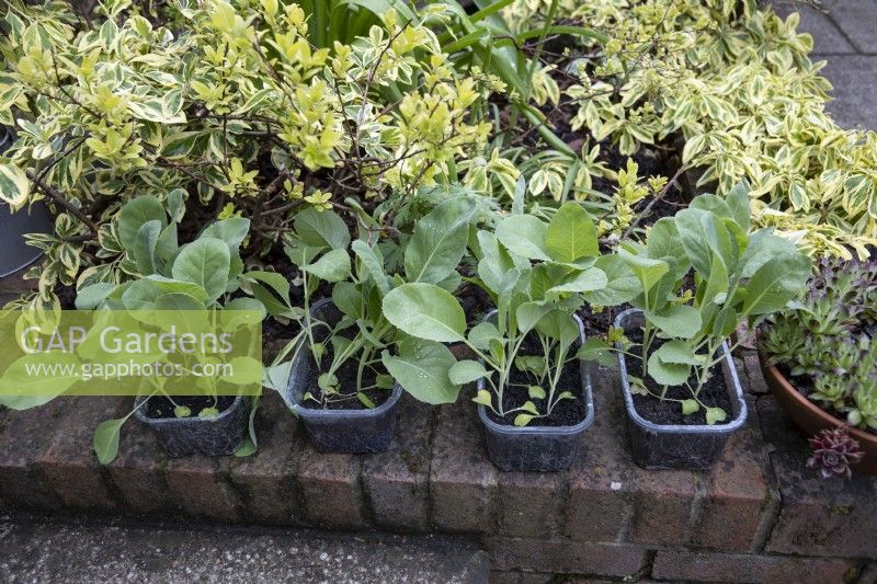 Young cabbage plants in recycled pots, hardening off on outside wall, cabbage 'Caraflex F1', an improved Hispi type