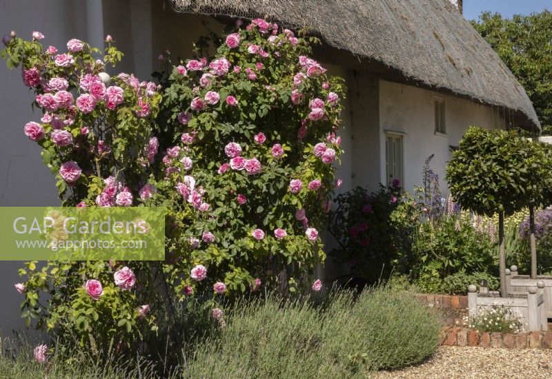 Thatched cottage with Rose Madame Gregoire Staechelin, modern climbing rose, with Lavandula planted beneath