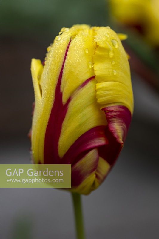 Tulip 'Texas Flame', May, raindrops