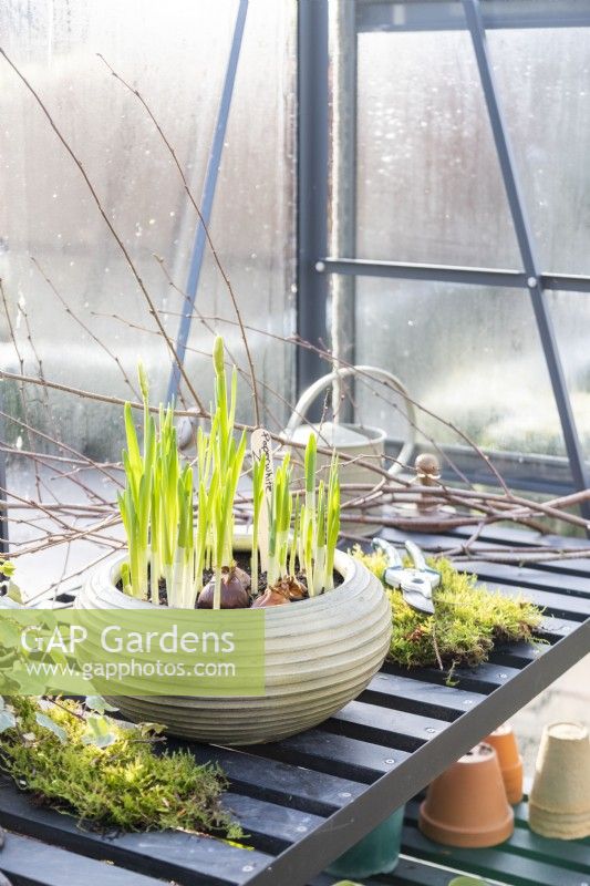 Narcissus 'Paper Whites', moss, secateurs and birch branches laid out on workspace