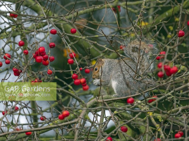 Grey Squirrel Sciurus carolinensis in autumn eating crab apples