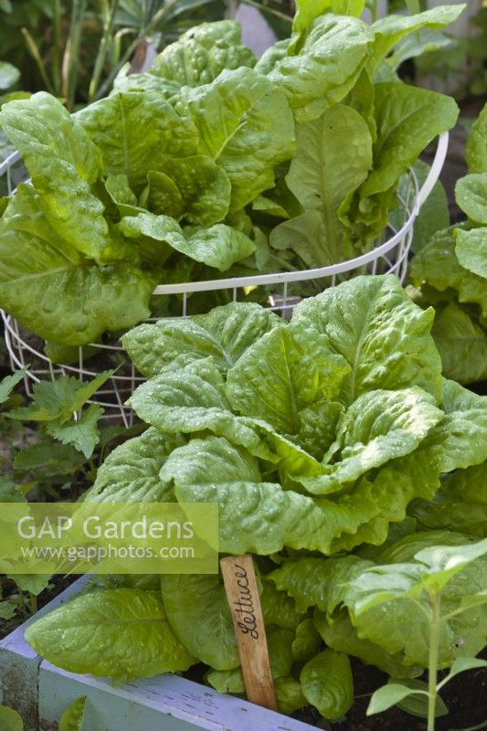 Lactuca sativa romana - Romaine lettuce