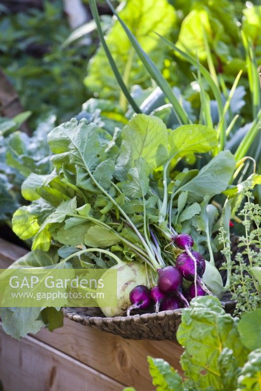 Harvested kohlrabi 'Vienna' and radish 'Viola'.