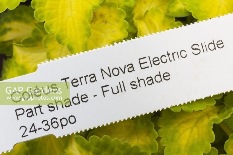 Solenostemon - Coleus 'Terra Nova Electric Slide' plant tag - June