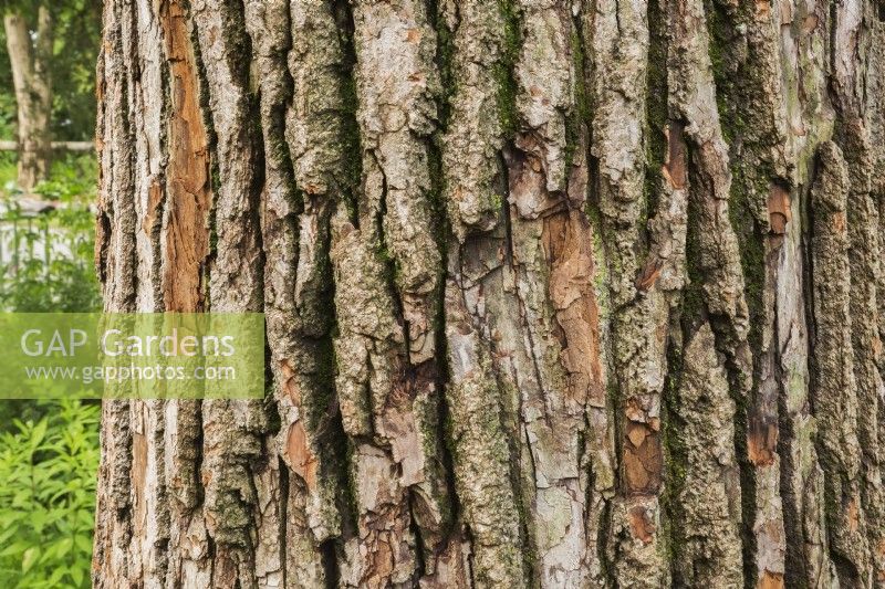 Populus - Poplar tree bark detail - June