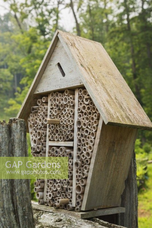 Bug hotel made from cut and hollow bamboo shoots for insects to hibernate for the winter in backyard garden, Quebec, Canada - July