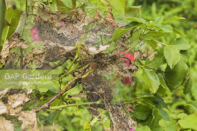 Moth nest on branches of Rosa - Rose bush, Quebec, Canada - July