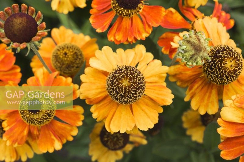 Helenium autumnale 'Mardi Gras' - Sneezeweed flowers in summer, Quebec, Canada - July