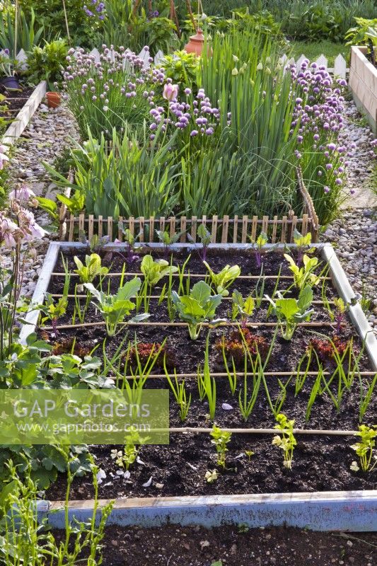 Row planting in vegetable bed with celery, onion, red lettuce, kohlrabi 'Vienna', onion, lettuce 'Romaine' and kohlrabi 'Kolibri F1'.