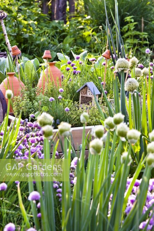 Wildlife friendly kitchen garden.