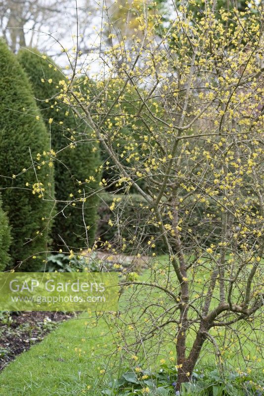 Cornus mas, the Cornelian cherry, in February