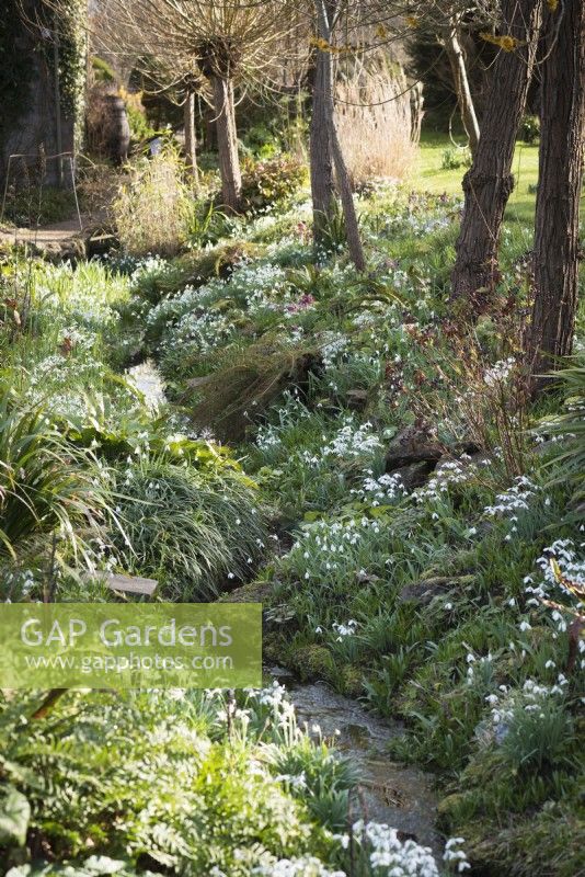 The Ditch studded with snowdrops in East Lambrook Manor in February