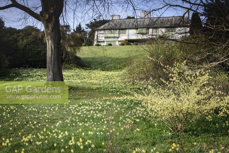 Wild daffodils, Narcissus pseudonarcissus, on grassy slopes at Perrycroft, Herefordshire in March
