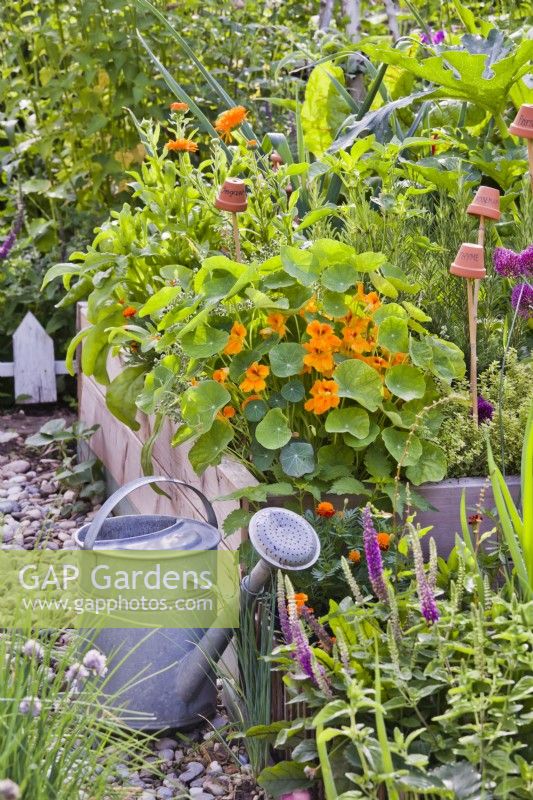 Nasturtium, marigold, Teucrium hircanicum and various herbs in raised bed and a watering can.