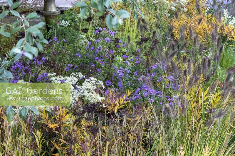 Late flowering border with Aster sedifolius 'Nana', Pennisetum alopecuroides 'Cassian', Cenolophium denudatum and Aralia cordata.  RHS Chelsea Flower Show 2021, M and G Garden