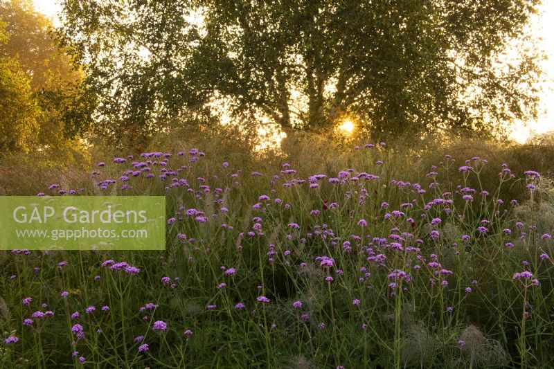 Verbena bonariensis at sunrise in the Oudolf field in the Millennium Garden at Pensthorpe Natural Park.