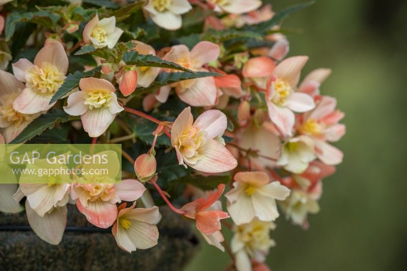 Begonia 'Truffle Cream'