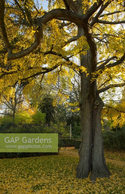 Yellow autumn foliage on a Gingko biloba tree in the Italian Garden at Chiswick House and Garden.