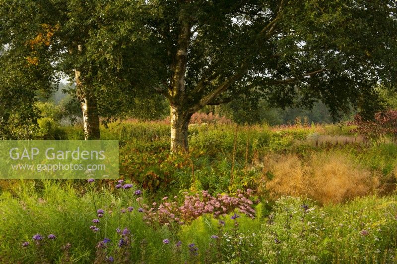 Betula - Birch trees surrounded by prairie planting in the Oudolf field in the Millennium Garden at Pensthorpe Natural Park.