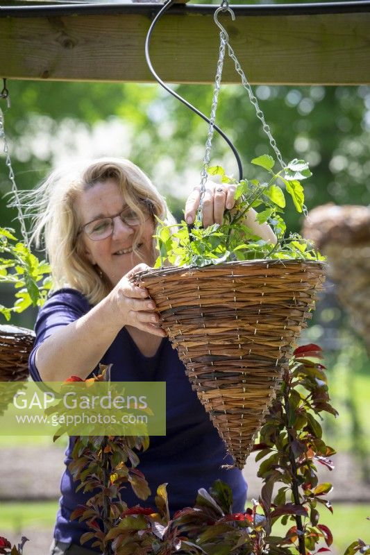 Putting up a tomato hanging basket and attaching an automatic watering system