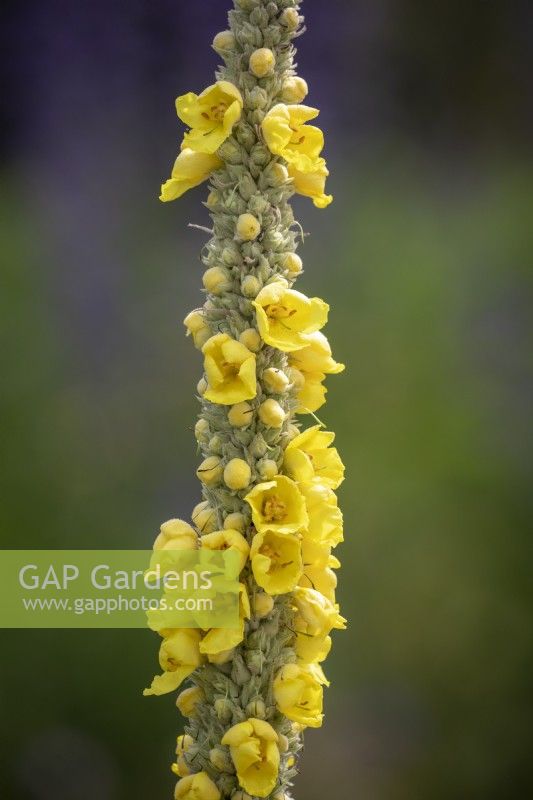 Verbascum olympicum