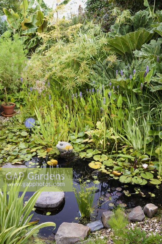 Garden pond in August with Pontedaria cordata, irises and Papyrus alternifolius