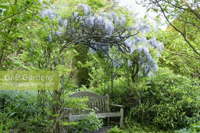 Wisteria floribunda 'Harlequin' trained over an arbour in May