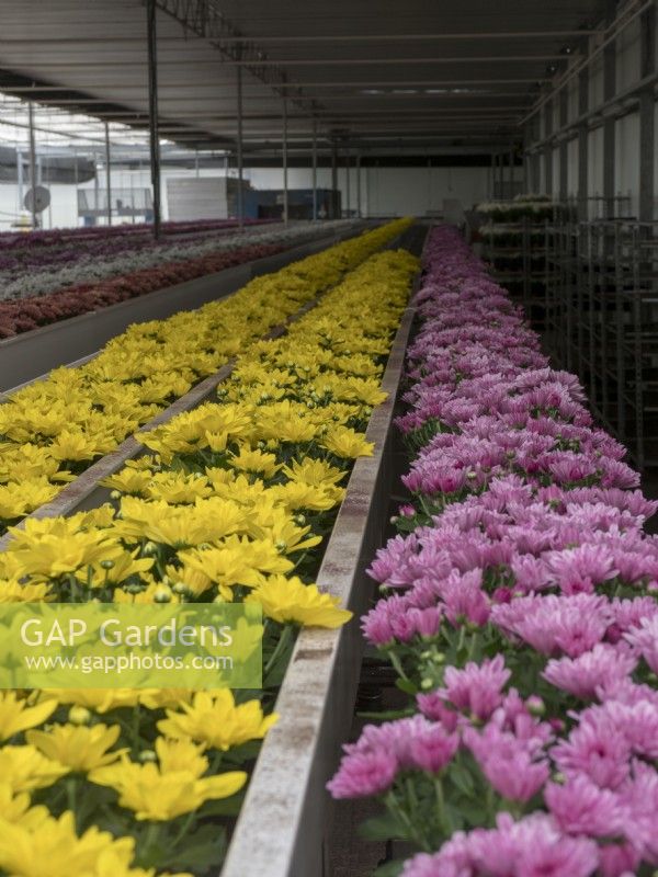 Flowering Chrysanthemum pot plants ready for packing and dispatch.