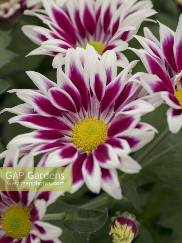 Flowering Chrysanthemum pot plants.