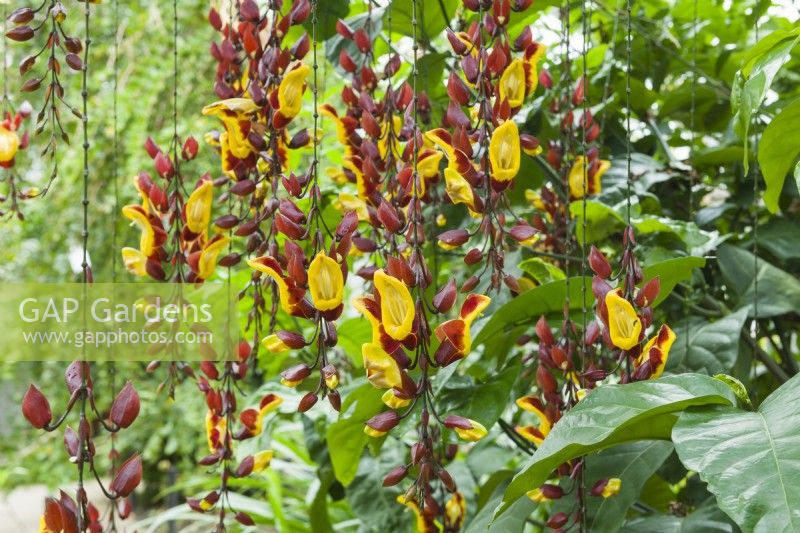 Thunbergia mysorensis (Mysore clock vine) July