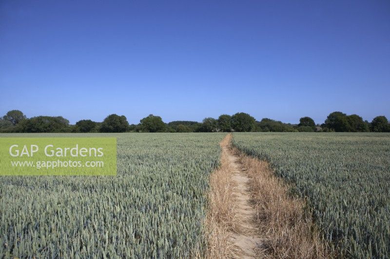 Wheat field in summer. Pathway through wheat field. Public footpath.