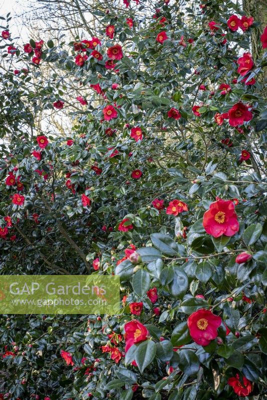 Camellia 'Jupiter'