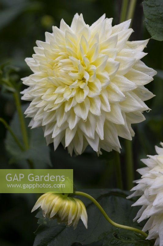 'Inca Dambuster' a yellow and white semi cactus Dahlia