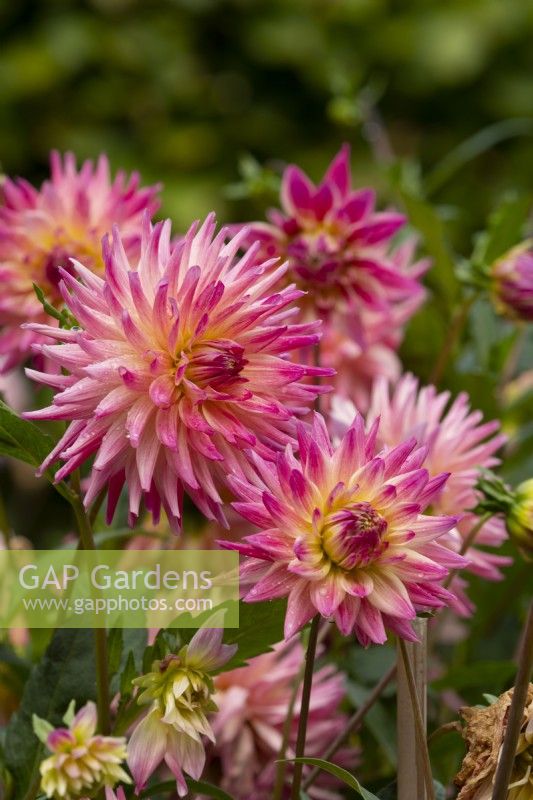 A pink and white semi-cactus Dahlia in a border at Anglesey Abbey.
