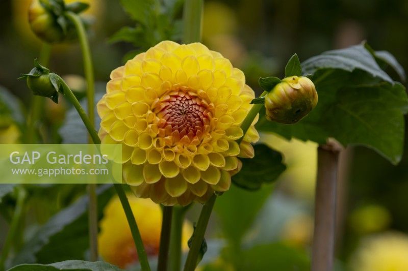 'Dikara Jodi'  a yellow and orange a formal decorative Dahlia