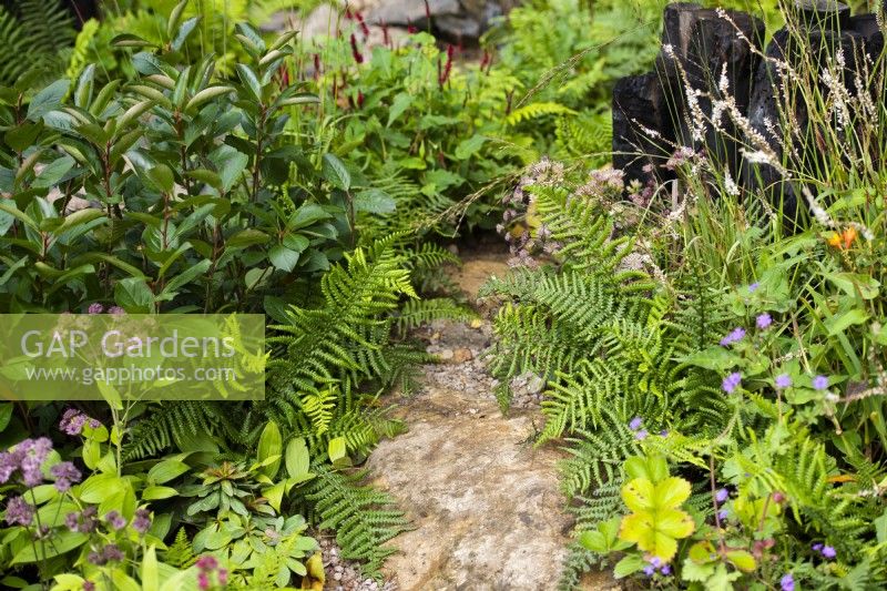 The Yeo Valley Organic Garden. Path surrounded by Astrantia 'Hadspen Blood' and ferns in naturalistic garden. Designer Tom Massey, Sarah Mead, Chelsea Flower Show 2021. 