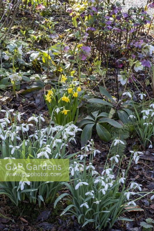 Galanthus 'Grandiflorus' with daffodils and Hellebores in spring bed