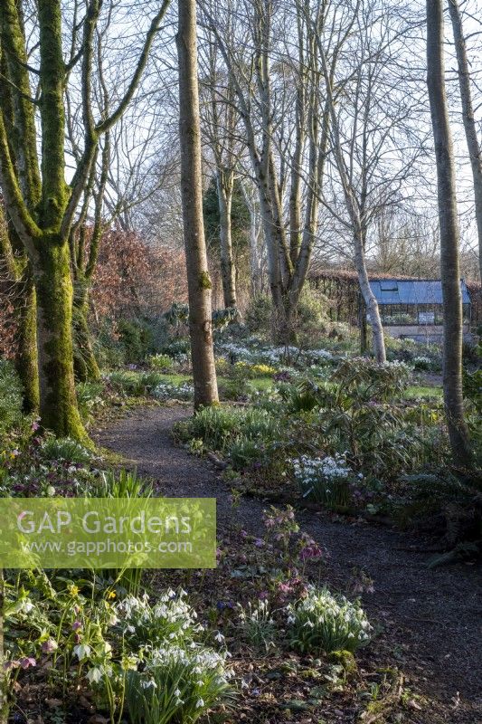 Path leading through spring woodland garden filled with snowdrops and Hellebores.  Logs used as path edgers