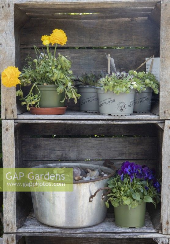 Two old wooden crates stacked on top of each other, makes a great display unit for plants waiting for homes, stones or anything random you want to display in a garden. 