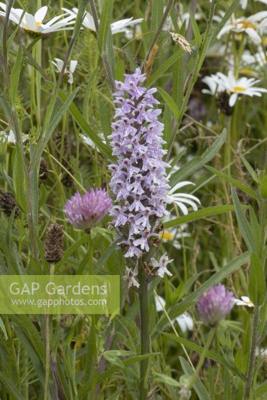 A common spotted-orchid Dactylorhiza fuchsia grows amongst the grasses, ox-eye daisies and clover in a wildlfower meadow in Devon, at Westclyst Barnyard garden, Devon. An NGS garden. Summer. July.