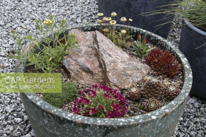 A variety of alpine plants form a mini rockery in  large planter. Clockwise from right; Bergeranthus glenensis,  Sempervivum, Phlox douglassi 'Oxen Blood', Thymus serpyllum 'Minimus', Achillea x lewisii 'King Edward', Leptinella dendyi