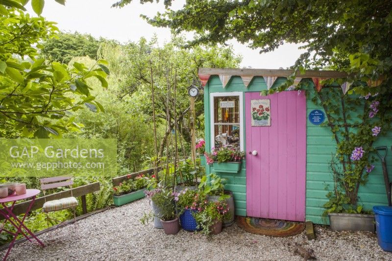 Vibrant pink and turquoise brightens up a potting and storage shed with a variety of planters beside it, bringing colour and fun to a cottage style garden. July. Summer.