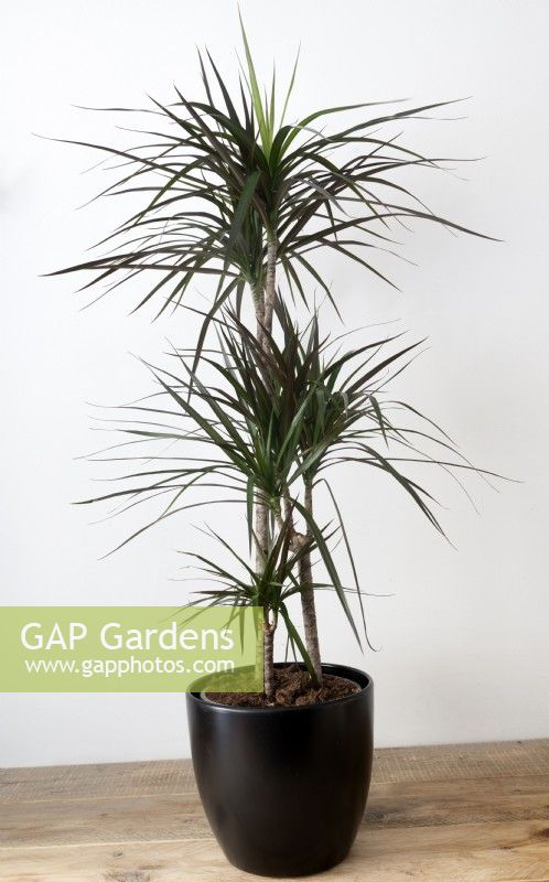 Indoor plant - dracaena marginata pictured against a white wall. 