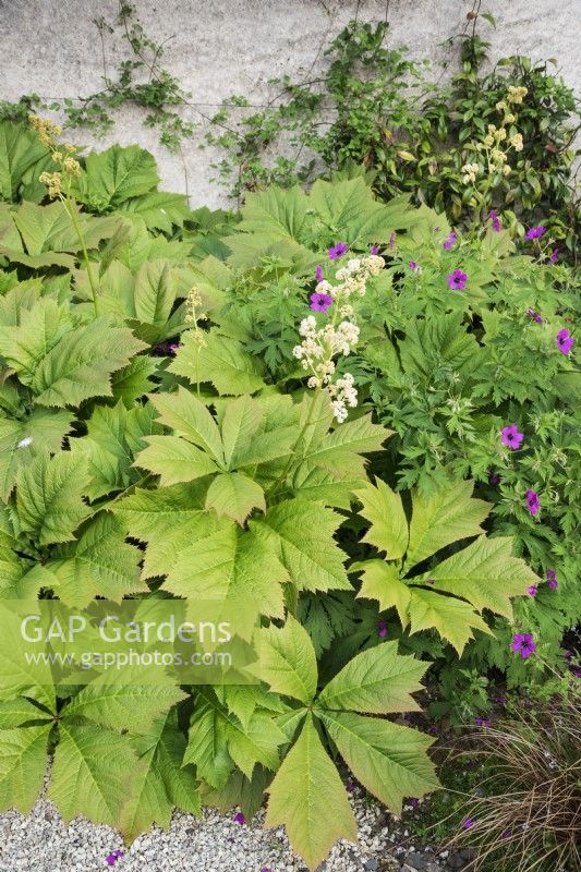 Rodgersia podophylla in June