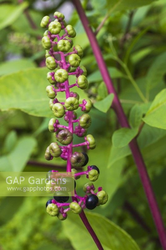 Phytolacca americana - Pokeweed in summer - August