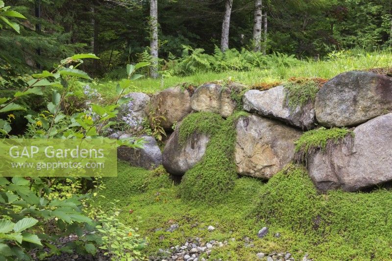 Retaining rock wall with Thymus serpyllum - Wild Thyme in backyard garden in summer, Quebec, Canada - August