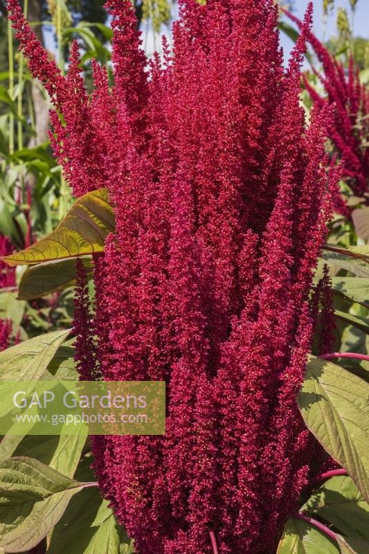 Amaranthus hypochondriacus 'Elena's Rojo' - Prince's Feather in summer, Quebec, Canada - August
