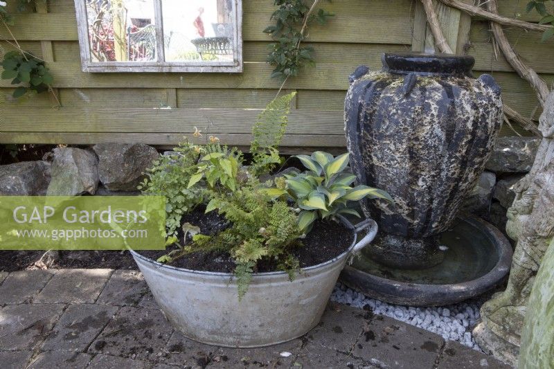 A old tin bath is repurposed into a container for plants to add interest to an otherwise dark and shady corner of a garden. The metal bath has been planted with Polystichum 'Plumosodensum', Thalictrum 'Thundercloud', Hosta ' Touch of Class', Cryopteris 'Cristata' (The King) and Epimedium 'Amber Queen', all chosen for their shade tolerance. 